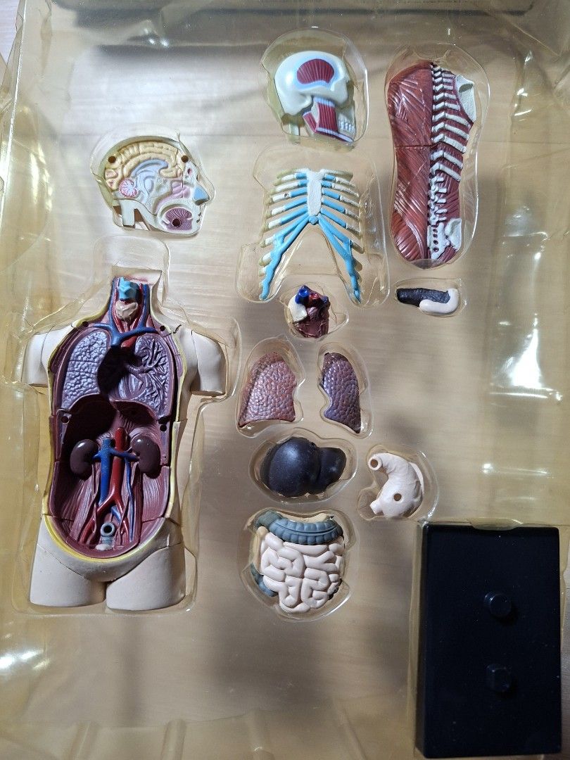 4D Master Human Body Anatomy Model 32pcs Puzzle (Category: Medical Supplies & Tools) located in Baguio. Submitted by restyrille77846 (Listing ID 1465111991, Image 3). Description: - Educational 4D Master human body anatomy puzzle set - Features 32 detailed pieces: organs, skeleton, skull, brain, and torso model - Brand new and unplayed, complete in original molded tray and packaging - Box has slight storage wear, but all pieces are in pristine co