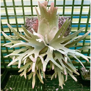 （分類：）位於 。 由 calvinplants 提交（商品編號 1465047981，圖片 1）。簡介： 。