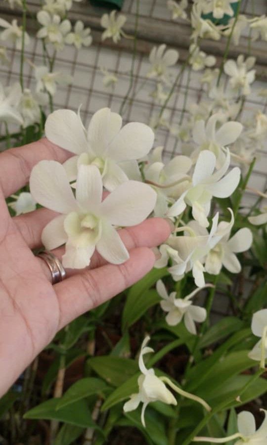 Dendro orchids 🌷 (Category: Plants & Seeds) located in Quezon City. Submitted by amazingmaria3680 (Listing ID 1465161660, Image 3). Description: .