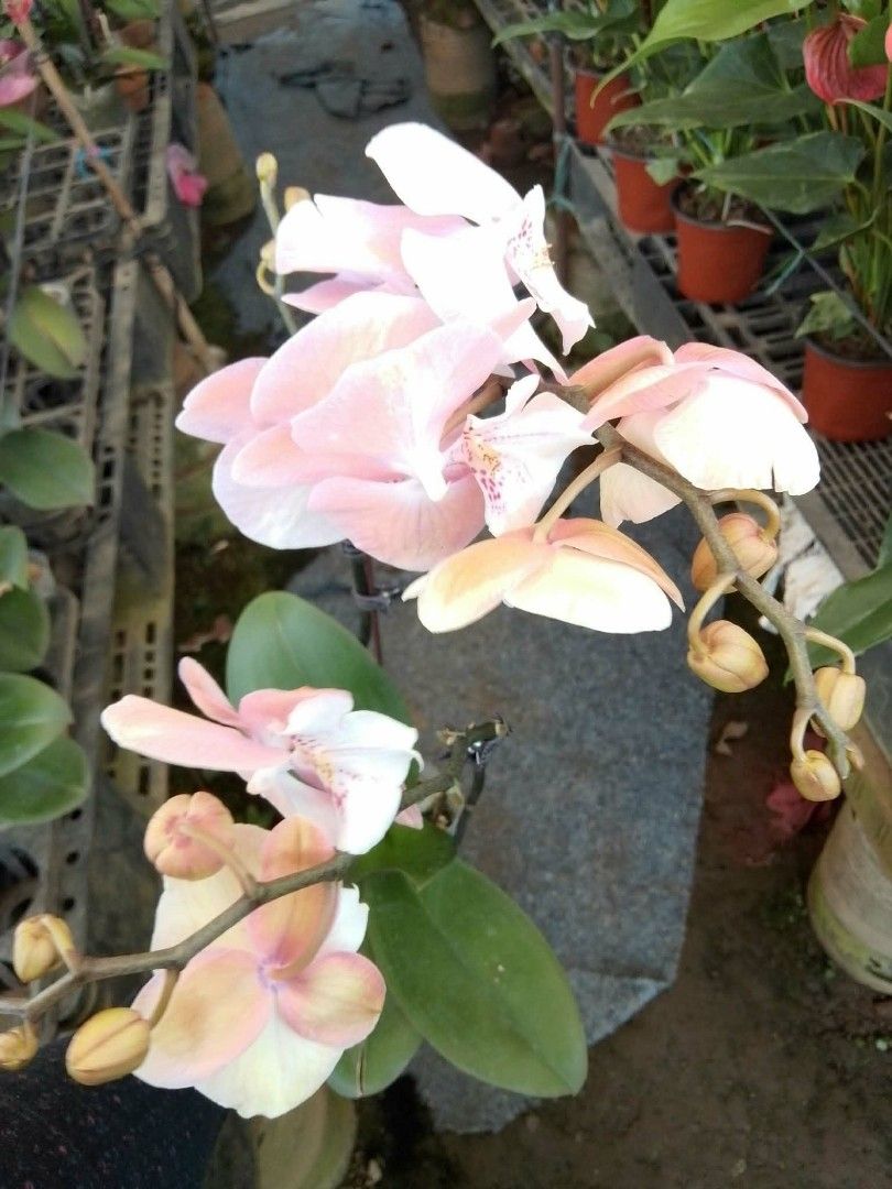 Dendrobium orchids 🌷 (Category: Plants & Seeds) located in Quezon City. Submitted by amazingmaria3680 (Listing ID 1465161550, Image 2). Description: .