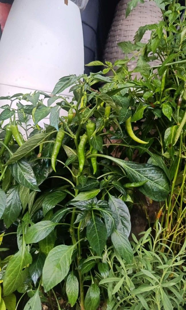 Halamang gulay 🍆🍅🍏🌶️ (Category: Plants & Seeds) located in Quezon City. Submitted by amazingmaria3680 (Listing ID 1465160584, Image 3). Description: available on hand 👌 halamang gulay 🍆🍅🍏🌶️ also available ❗ herbs and herbal plants anti mosquito repellent plants 🪴 other vegetable plants varieties of chili fruit bearing plants.