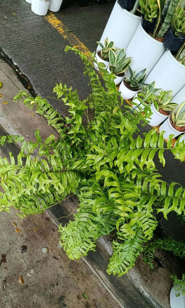 Hanging fern (Category: Plants & Seeds) located in Quezon City. Submitted by amazingmaria3680 (Listing ID 1465161398, Image 1). Description: .