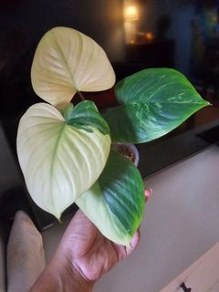 (Category: ) located in . Submitted by happygrowing (Listing ID 1464972539, Image 1). Description: .