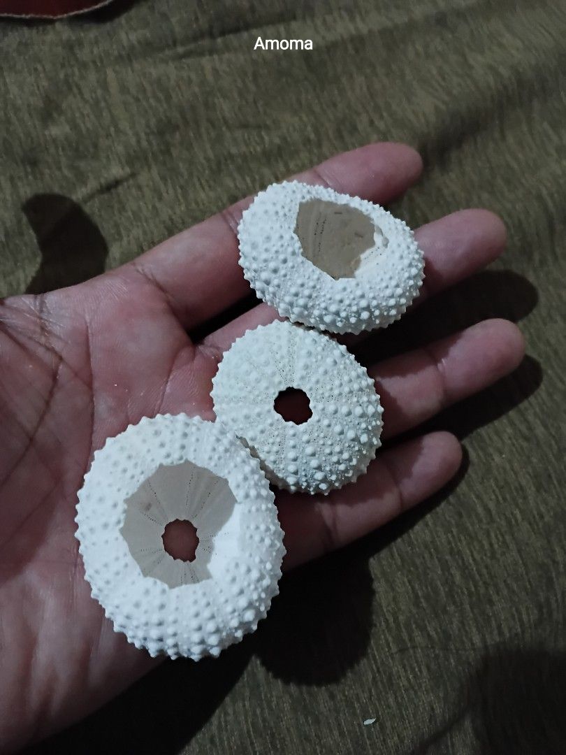 House of urchin 3pcs (Category: Handmade Craft) located in Taguig. Submitted by amomaenterprise (Listing ID 1465078092, Image 1). Description: 3pcs house of urchin.