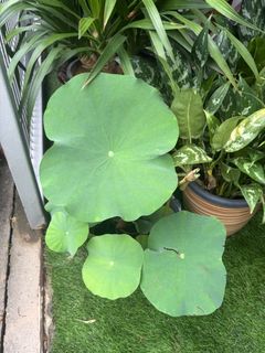 (Category: ) located in . Submitted by floranguyenluckygarden (Listing ID 1464973923, Image 1). Description: .