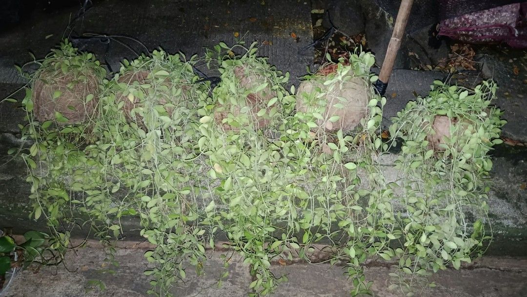 Manaog ka irog lushed long and healthy (Category: Plants & Seeds) located in Quezon City. Submitted by amazingmaria3680 (Listing ID 1465160410, Image 3). Description: lushed long and healthy manaog ka irog 🪴 available on hand 👌 also available other indoor and outdoor plants 🪴 flowering plants 🌷.