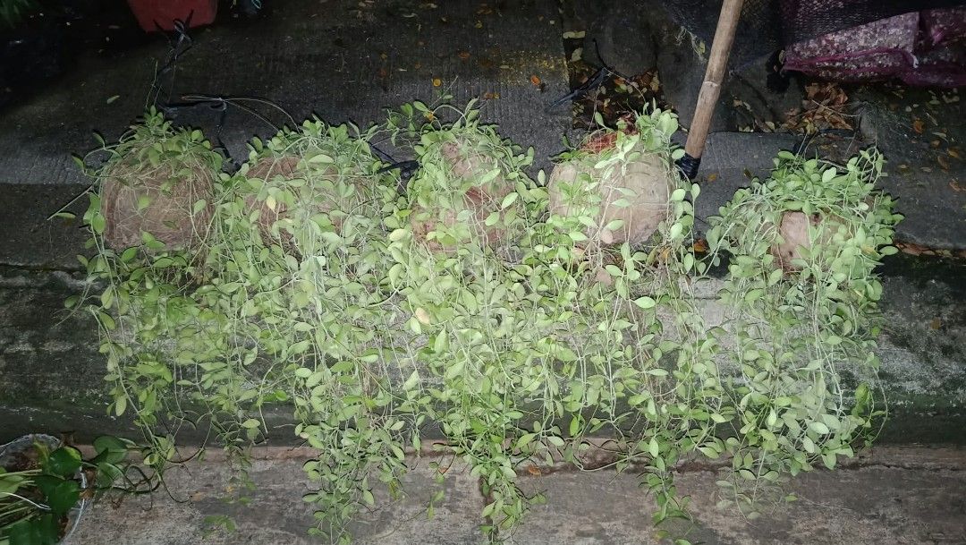 Manaog ka irog lushed long and healthy (Category: Plants & Seeds) located in Quezon City. Submitted by amazingmaria3680 (Listing ID 1465160410, Image 1). Description: lushed long and healthy manaog ka irog 🪴 available on hand 👌 also available other indoor and outdoor plants 🪴 flowering plants 🌷.