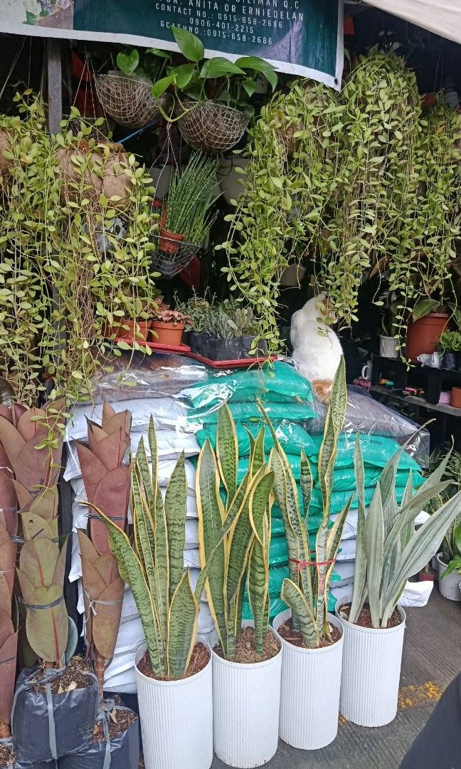 Manaog ka irog lushed long and healthy (Category: Plants & Seeds) located in Quezon City. Submitted by amazingmaria3680 (Listing ID 1465160410, Image 2). Description: lushed long and healthy manaog ka irog 🪴 available on hand 👌 also available other indoor and outdoor plants 🪴 flowering plants 🌷.