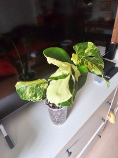 (Category: ) located in . Submitted by happygrowing (Listing ID 1465167758, Image 1). Description: .