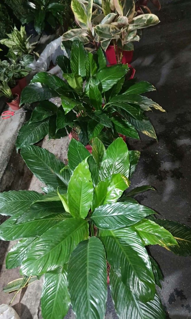 Mother plant peace lily (Category: Plants & Seeds) located in Quezon City. Submitted by amazingmaria3680 (Listing ID 1465160205, Image 1). Description: mother plant peace lily available on hand 👌 also available other indoor and outdoor plants 🪴 flowering plants 🌷.