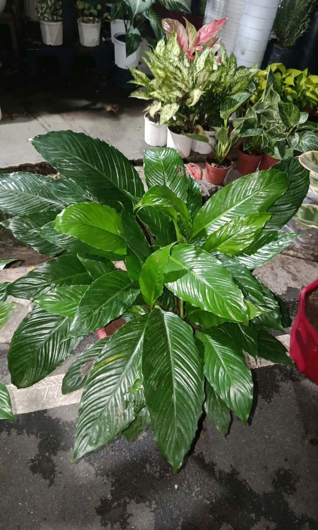 Mother plant peace lily (Category: Plants & Seeds) located in Quezon City. Submitted by amazingmaria3680 (Listing ID 1465160205, Image 3). Description: mother plant peace lily available on hand 👌 also available other indoor and outdoor plants 🪴 flowering plants 🌷.