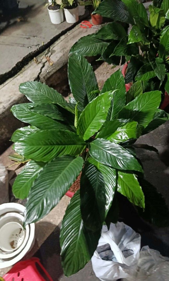 Mother plant peace lily (Category: Plants & Seeds) located in Quezon City. Submitted by amazingmaria3680 (Listing ID 1465160205, Image 2). Description: mother plant peace lily available on hand 👌 also available other indoor and outdoor plants 🪴 flowering plants 🌷.