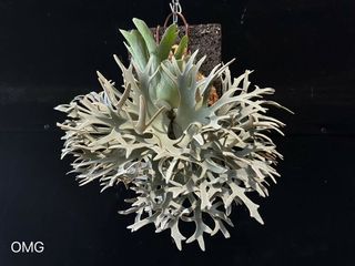 （分類：）位於 。 由 calvinplants 提交（商品編號 1465049691，圖片 1）。簡介： 。
