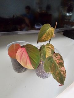 (Category: ) located in . Submitted by happygrowing (Listing ID 1465008105, Image 1). Description: .
