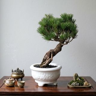 Bonsai  收藏品 2