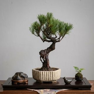 Bonsai  收藏品 1