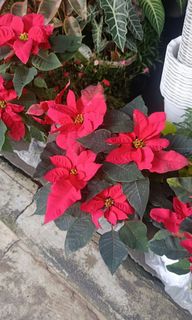 (Category: ) located in . Submitted by amazingmaria3680 (Listing ID 1465159886, Image 1). Description: .
