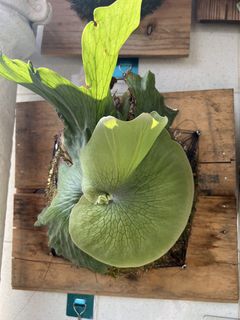 （分類：）位於 。 由 evol1105 提交（商品編號 1465008610，圖片 1）。簡介： 。