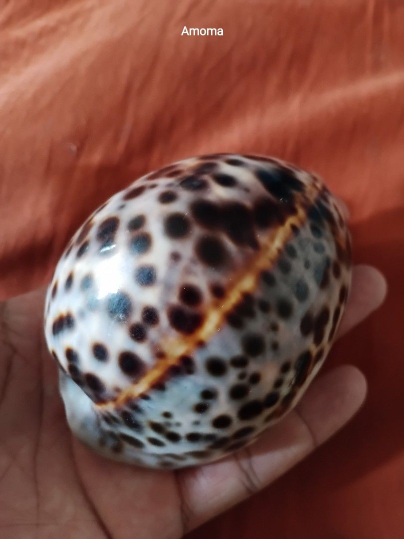 Rare Large Tiger Cowrie Seashell Leopard Print 4in (Category: Vintage Collectibles) located in Taguig. Submitted by amomaenterprise (Listing ID 1464970890, Image 1). Description: - Large tiger cowrie shell with dark brown spots on creamy white base - Glossy, polished finish with a natural, eye-catching pattern - Ideal for desk or shelf display - Cleaned and ready for your home decor.
