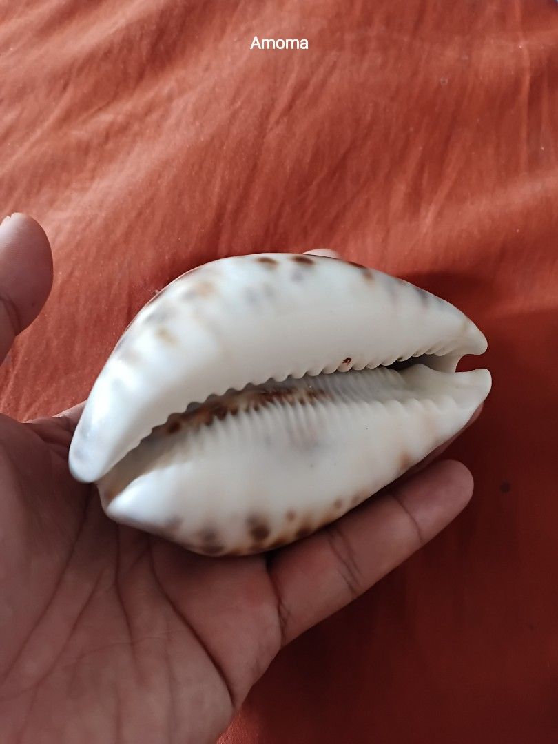 Rare Large Tiger Cowrie Seashell Leopard Print 4in (Category: Vintage Collectibles) located in Taguig. Submitted by amomaenterprise (Listing ID 1464970890, Image 3). Description: - Large tiger cowrie shell with dark brown spots on creamy white base - Glossy, polished finish with a natural, eye-catching pattern - Ideal for desk or shelf display - Cleaned and ready for your home decor.