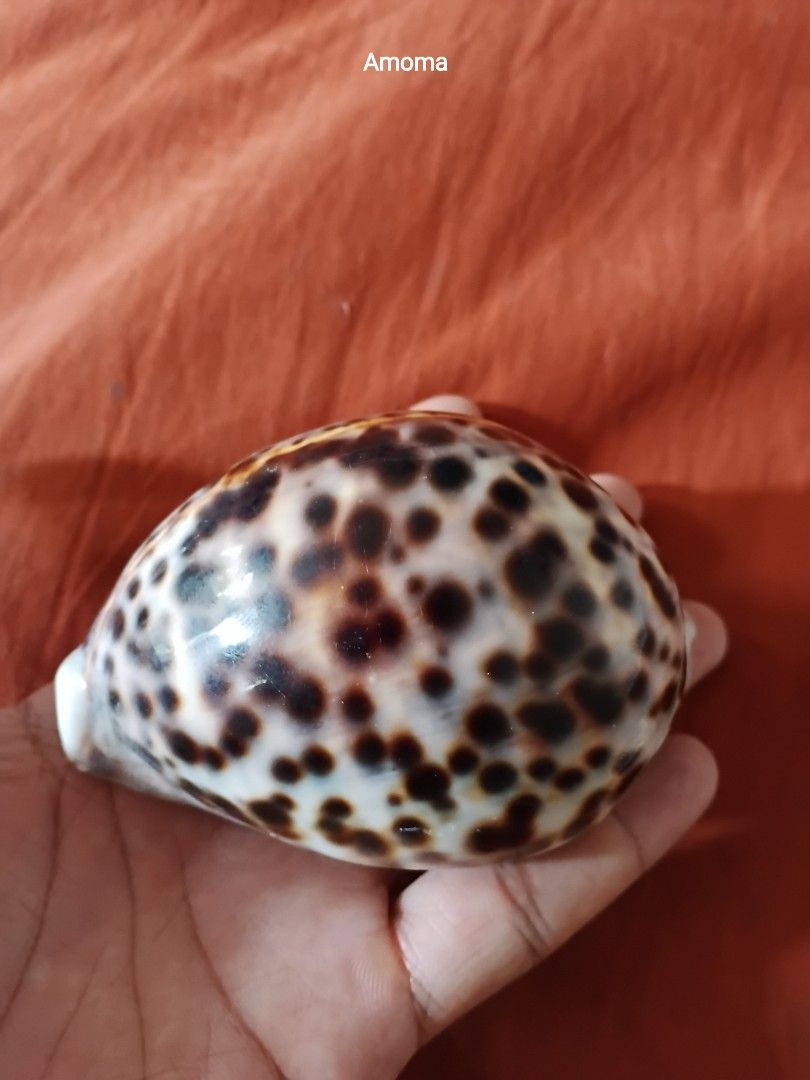 Rare Large Tiger Cowrie Seashell Leopard Print 4in (Category: Vintage Collectibles) located in Taguig. Submitted by amomaenterprise (Listing ID 1464970890, Image 2). Description: - Large tiger cowrie shell with dark brown spots on creamy white base - Glossy, polished finish with a natural, eye-catching pattern - Ideal for desk or shelf display - Cleaned and ready for your home decor.