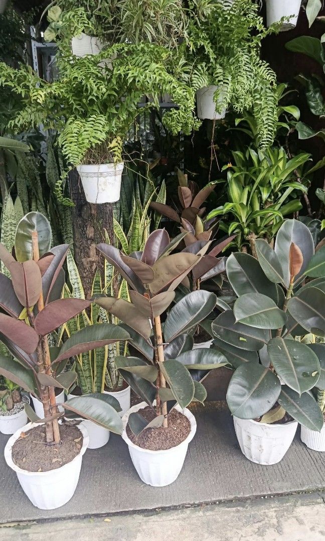 Rubber tree 🪴 (Category: Plants & Seeds) located in Quezon City. Submitted by amazingmaria3680 (Listing ID 1465159754, Image 1). Description: healthy and stable ✔️ rubber tree available on hand 👌 also available other indoor and outdoor plants 🪴.