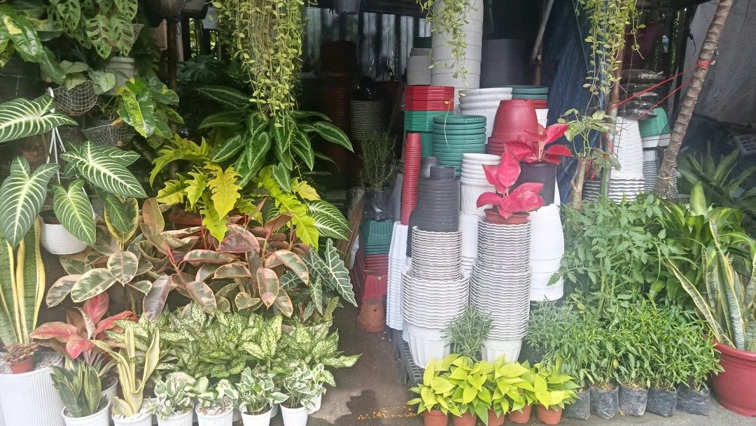 Snake plant ☘️ (Category: Plants & Seeds) located in Quezon City. Submitted by amazingmaria3680 (Listing ID 1465160022, Image 3). Description: lushed healthy and stable ✅ ready to display ✅ comes with pots✅ snake plant ☘️ also available other indoor and outdoor plants 🪴.