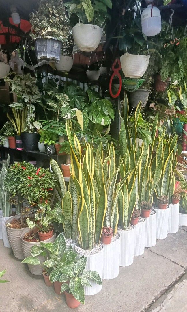 Snake plant ☘️ (Category: Plants & Seeds) located in Quezon City. Submitted by amazingmaria3680 (Listing ID 1465160022, Image 2). Description: lushed healthy and stable ✅ ready to display ✅ comes with pots✅ snake plant ☘️ also available other indoor and outdoor plants 🪴.
