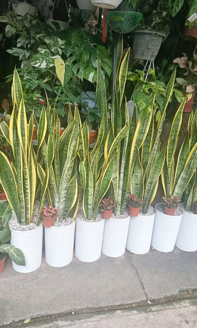 Snake plant ☘️ (Category: Plants & Seeds) located in Quezon City. Submitted by amazingmaria3680 (Listing ID 1465160022, Image 1). Description: lushed healthy and stable ✅ ready to display ✅ comes with pots✅ snake plant ☘️ also available other indoor and outdoor plants 🪴.