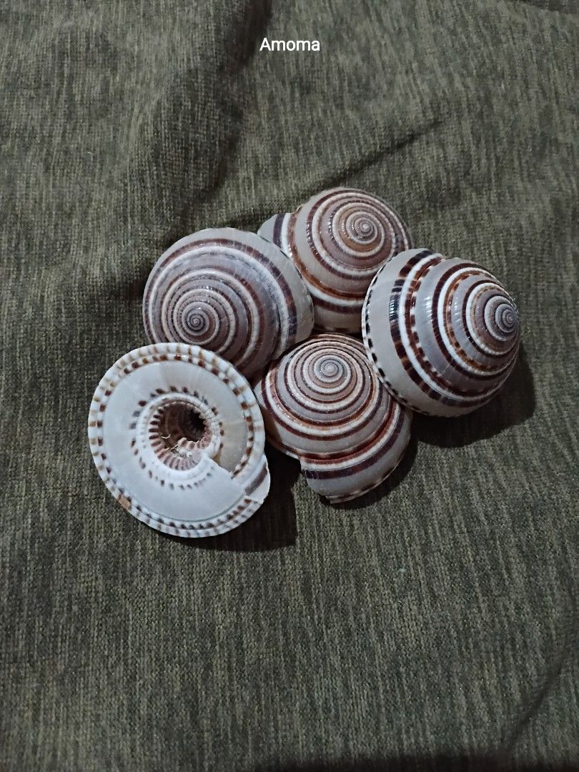 Sundial seashells decorative sea shells collection 5pcs (Category: Vintage Collectibles) located in Taguig. Submitted by amomaenterprise (Listing ID 1465077808, Image 2). Description: - Quantity: 5 spiral seashells - Pattern: Distinct brown and white stripes - Condition: Natural ocean shells with clean interiors - Features: Beautiful whorls and serrated edge detail on the underside - Perfect for: DIY crafts, coastal home decor, or shell collectio
