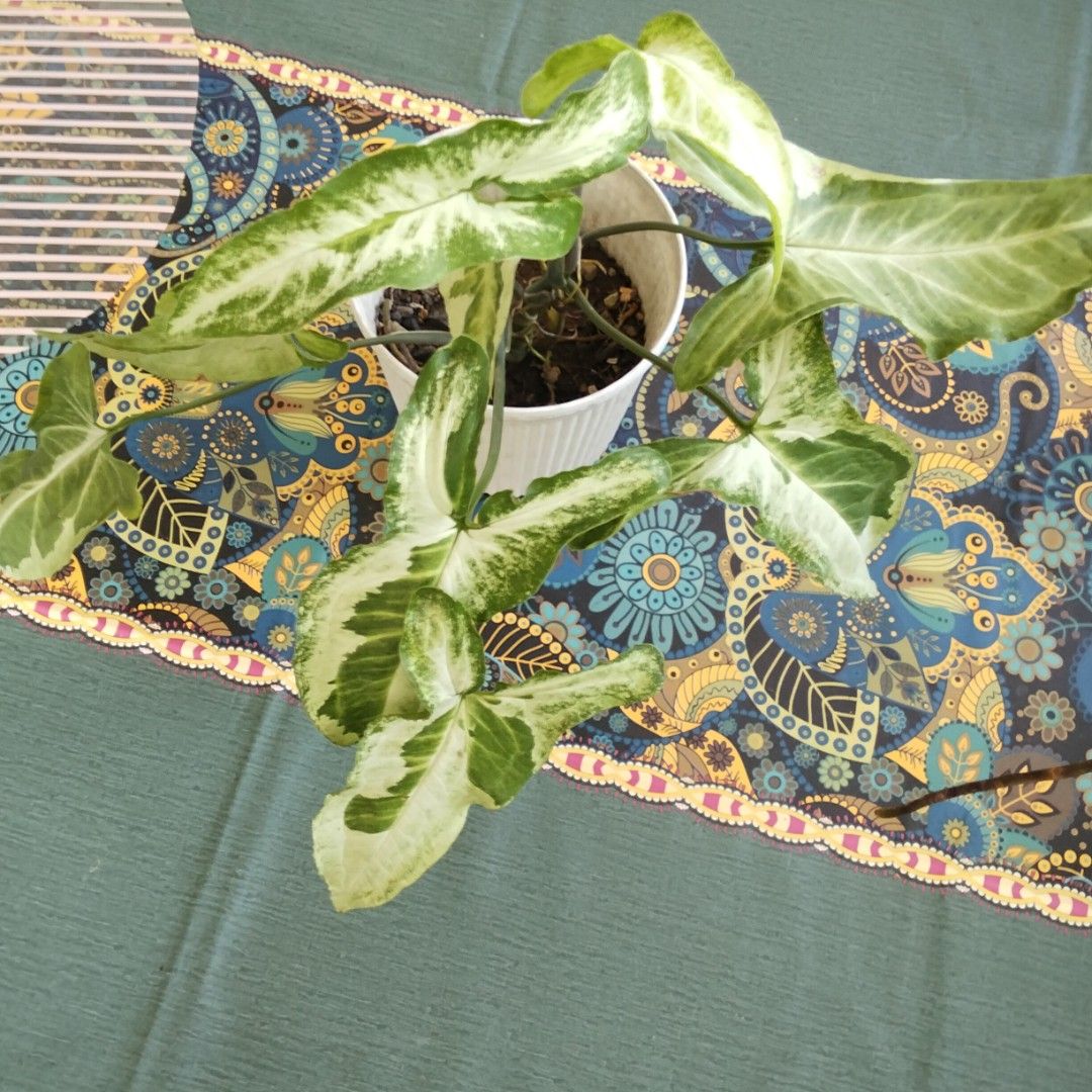 Syngonium "Three Kings" (Category: Plants & Seeds) located in Paranaque City. Submitted by happyfinds2 (Listing ID 1464971692, Image 1). Description: Healthy, well-rooted variegated Syngonium in a white ribbed old plastic pot. Easy indoor care with bright indirect light. .