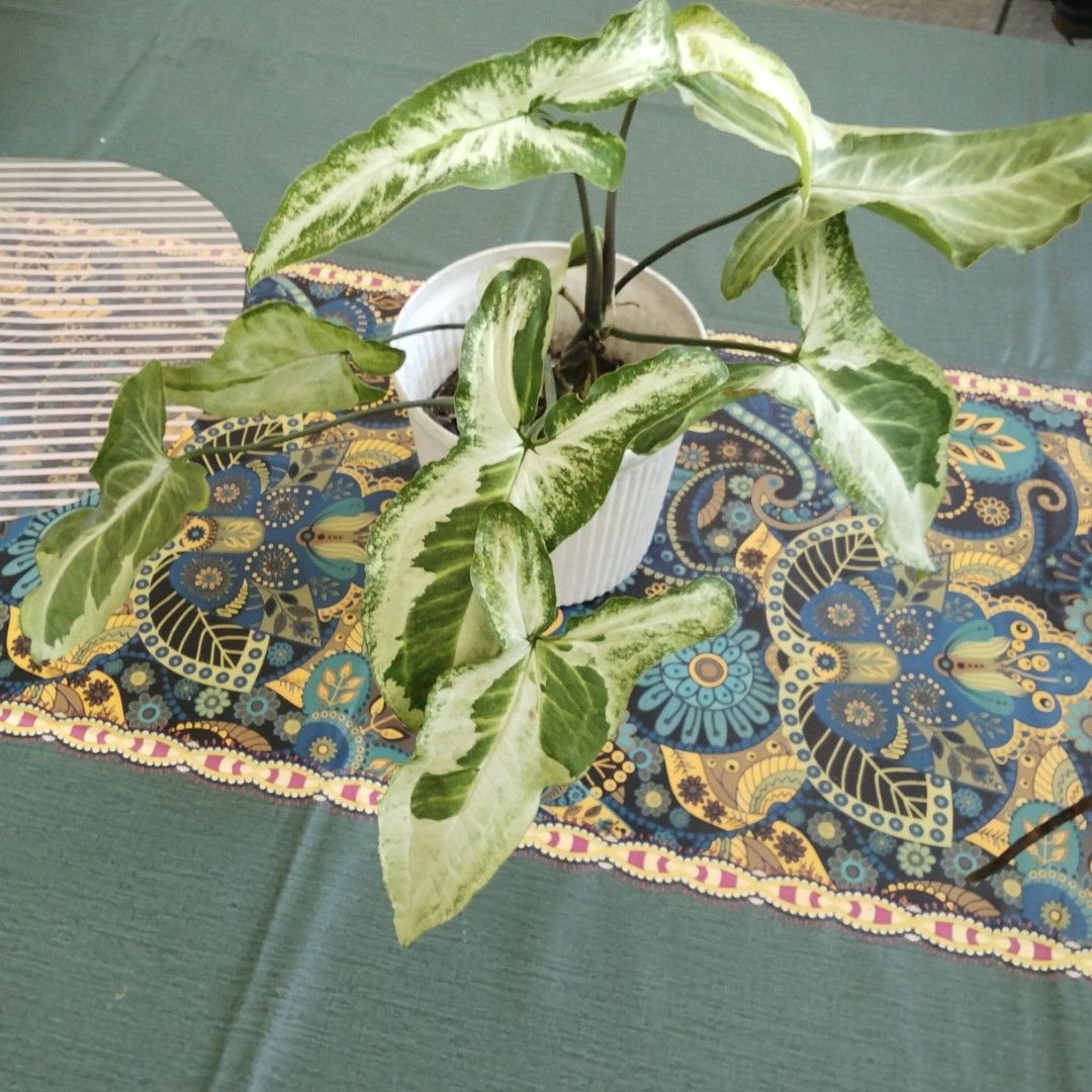 Syngonium "Three Kings" (Category: Plants & Seeds) located in Paranaque City. Submitted by happyfinds2 (Listing ID 1464971692, Image 2). Description: Healthy, well-rooted variegated Syngonium in a white ribbed old plastic pot. Easy indoor care with bright indirect light. .