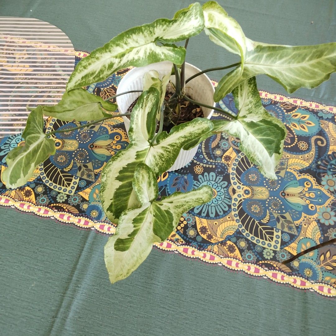 Syngonium "Three Kings" (Category: Plants & Seeds) located in Paranaque City. Submitted by happyfinds2 (Listing ID 1464971692, Image 3). Description: Healthy, well-rooted variegated Syngonium in a white ribbed old plastic pot. Easy indoor care with bright indirect light. .