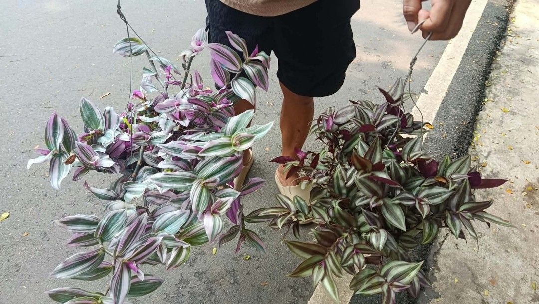 Wandering dew hanging plants (Category: Plants & Seeds) located in Quezon City. Submitted by amazingmaria3680 (Listing ID 1465159607, Image 2). Description: lushed healthy and stable ✅ ready to display ✅ wandering dew plants also available other hanging plants ☘️ indoor and outdoor plants 🪴 flowering plants 🌷.
