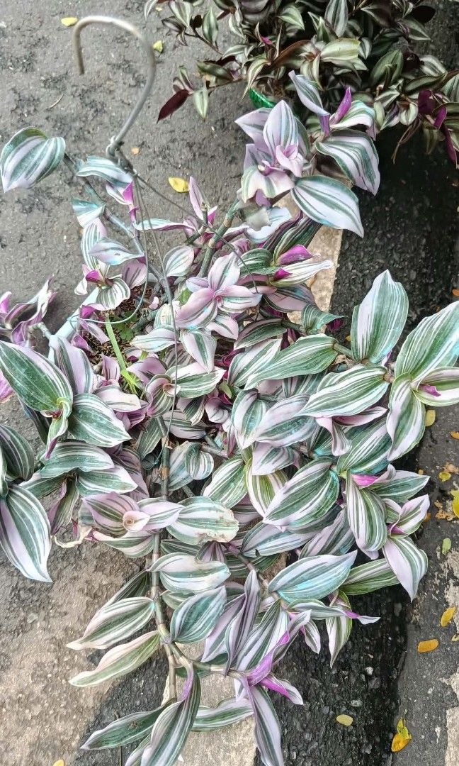 Wandering dew hanging plants (Category: Plants & Seeds) located in Quezon City. Submitted by amazingmaria3680 (Listing ID 1465159607, Image 3). Description: lushed healthy and stable ✅ ready to display ✅ wandering dew plants also available other hanging plants ☘️ indoor and outdoor plants 🪴 flowering plants 🌷.