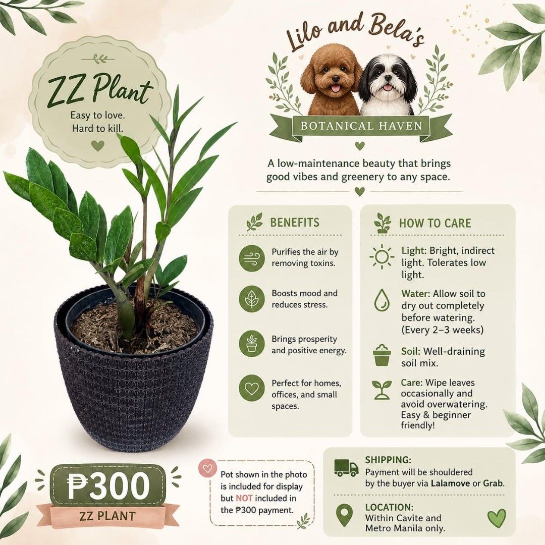 ZZ PLANT (Category: Plants & Seeds) located in Imus. Submitted by liloandbelashaven (Listing ID 1465073131, Image 1). Description: ZZ plant for sale! DM us for interested buyers. Please also visit our instagram page @liloandbelashaven Thank you!.