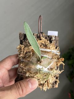 (Category: ) located in . Submitted by sghaworthiahabitat (Listing ID 1459661700, Image 1). Description: .
