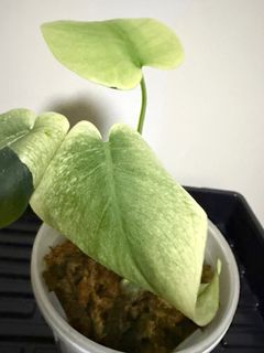 （分類：）位於 。 由 abcde654321789 提交（商品編號 1459539279，圖片 1）。簡介： 。