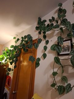 （分類：）位於 。 由 royal_greenhouse 提交（商品編號 1459597695，圖片 1）。簡介： 。