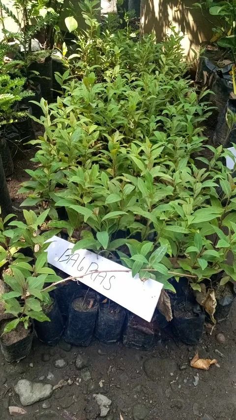 Bagras / Rainbow Tree (Category: Plants & Seeds) located in Los Banos. Submitted by seaalionn (Listing ID 1459498478, Image 1). Description: "Rainbow Tree" locally known as Bagras (Eucalyptus deglupta), is a native tree in the Philippines Functions / uses: 1. Leaves have antiseptic properties, good for treating wounds 2. The leaves are also used for making teas that can treat asthma and coughs. 3. Both the leaves and the tree has characteristics 