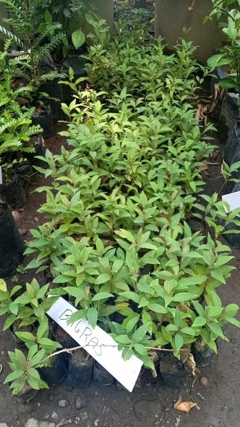 Bagras / Rainbow Tree (Category: Plants & Seeds) located in Los Banos. Submitted by seaalionn (Listing ID 1459498478, Image 2). Description: "Rainbow Tree" locally known as Bagras (Eucalyptus deglupta), is a native tree in the Philippines Functions / uses: 1. Leaves have antiseptic properties, good for treating wounds 2. The leaves are also used for making teas that can treat asthma and coughs. 3. Both the leaves and the tree has characteristics 