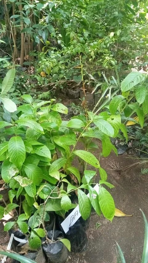 Banaba Plant (Category: Plants & Seeds) located in Los Banos. Submitted by seaalionn (Listing ID 1459542191, Image 2). Description: .