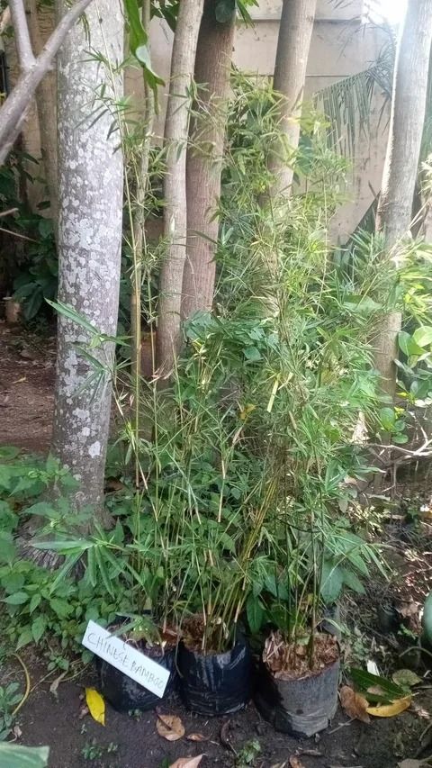 Chinese Bamboo (Category: Plants & Seeds) located in Los Banos. Submitted by seaalionn (Listing ID 1459497330, Image 1). Description: - Chinese Bamboo plant - Adds natural beauty and tranquility - Suitable for indoor or outdoor spaces - Healthy and well-rooted - Easy to care for.