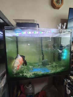 (Category: ) located in . Submitted by lydiatanly2503 (Listing ID 1459570550, Image 1). Description: .