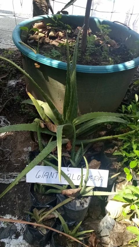 Giant Aloe Vera (Category: Plants & Seeds) located in Los Banos. Submitted by seaalionn (Listing ID 1459498987, Image 1). Description: Aloe barbadensis The edible giant aloevera For pharmaceutical, cosmetics, culinary, and medicinal uses Please select from available sizes..