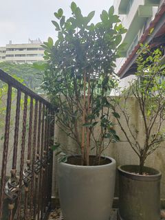 (Category: ) located in . Submitted by taobao-sg (Listing ID 1459513643, Image 1). Description: .