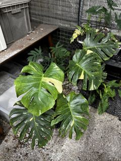 (Category: ) located in . Submitted by isle.of.plants (Listing ID 1459593385, Image 1). Description: .