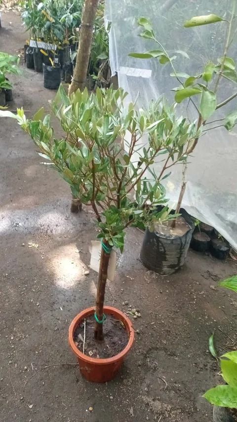 Olive Tree (Category: Plants & Seeds) located in Los Banos. Submitted by seaalionn (Listing ID 1459497698, Image 1). Description: Olive Trees (Koroneiki variety from Greece, marcotted) Koroneiki variety is renowned as the "king of olives" because of its unusually high oil yield..