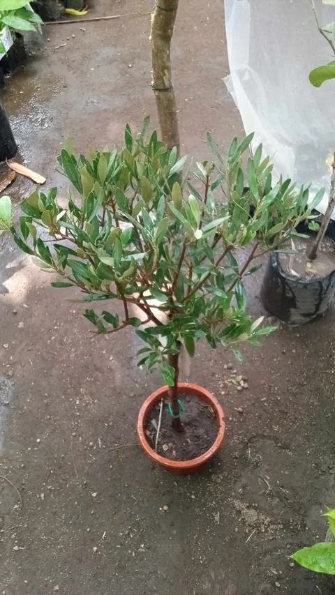 Olive Tree (Category: Plants & Seeds) located in Los Banos. Submitted by seaalionn (Listing ID 1459497698, Image 2). Description: Olive Trees (Koroneiki variety from Greece, marcotted) Koroneiki variety is renowned as the "king of olives" because of its unusually high oil yield..