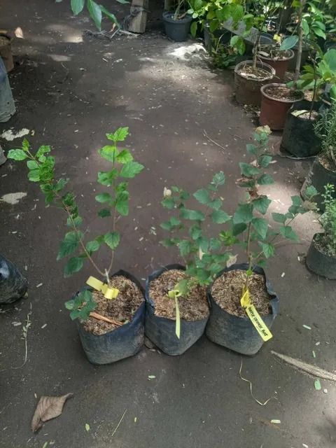 Purple Chinese Hat (Category: Plants & Seeds) located in Los Banos. Submitted by seaalionn (Listing ID 1459494103, Image 1). Description: Purple Chinese Hat Plant (Karomia tettensis, formerly Holmskioldia tettensis) a striking, warm-climate tropical shrub celebrated for its unique, two-toned blooms that resemble miniature parasols or traditional hats..